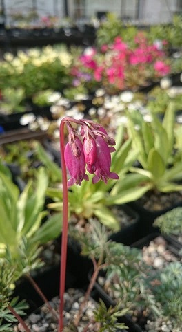 Dicentra eximea 'Stuart Boothman' - 8cm pot 